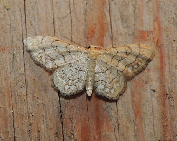 Idaea moniliata Geometridae